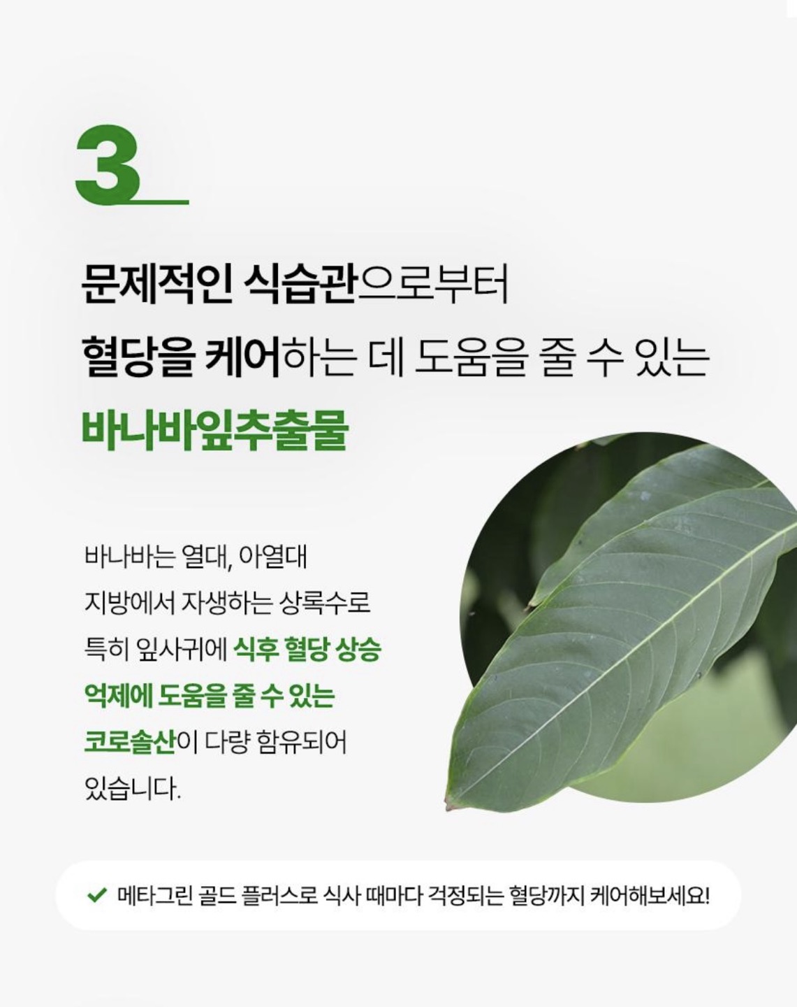 메타그린 골드 상세정보 6